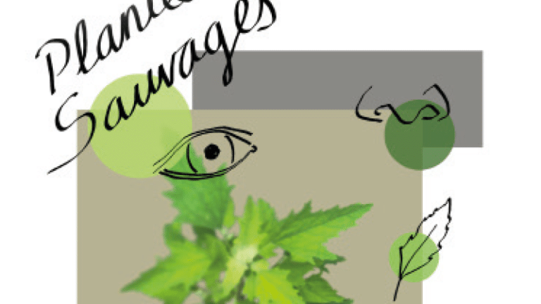 [Sortie]Plantes Sauvages !